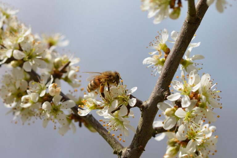 blossoms-7932494_1920
