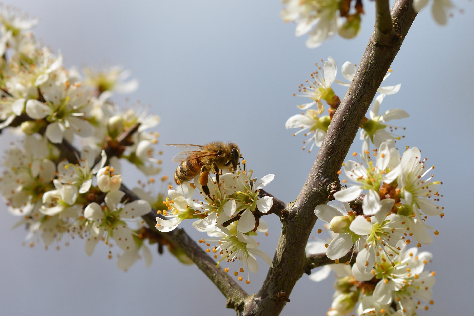 blossoms-7932494_1920